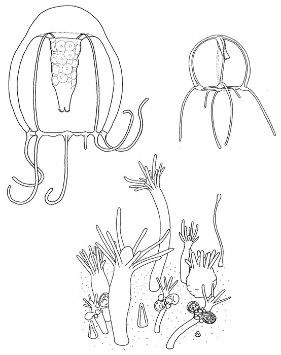 Podocoryna australis, polyps, young medusa, mature medusa; modified from Schuchert (1996) Podocoryna australis, polyps, young medusa, mature medusa; modified from Schuchert (1996)