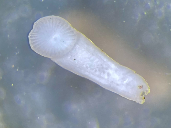 Acanthocotyle verrilli collected from Amblyraja radiata Acanthocotyle verrilli collected from Amblyraja radiata
