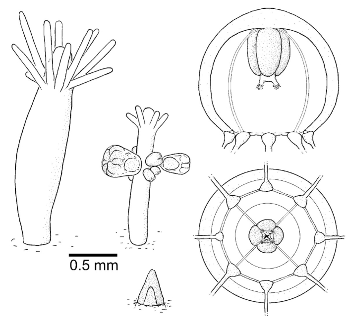 Podocoryna carnea, modified after Schuchert (2012)