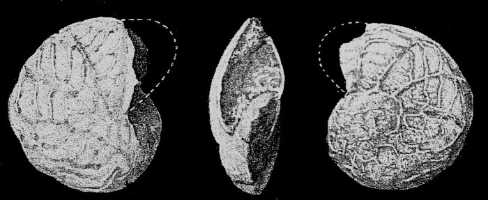 Notorotalia kerguelensis Parr, 1950 Notorotalia kerguelensis Parr, 1950