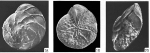 Porosorotalia meridionalis (Cushman and Kennett, 1929)