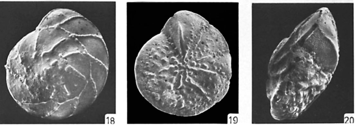 Porosorotalia meridionalis (Cushman and Kennett, 1929) Porosorotalia meridionalis (Cushman and Kennett, 1929)