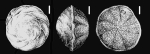 Porosorotalia makiyamae (Chiji, 1961) holotype