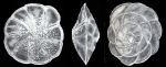 Buccella compactiformis McCulloch, 1977 holotype