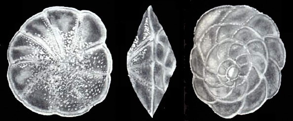 Buccella compactiformis McCulloch, 1977 holotype Buccella compactiformis McCulloch, 1977 holotype