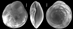 Buccella dejardini Hayward & Holzmann, 2023 holotype