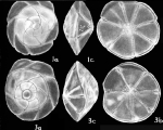 Buccella discors McCulloch, 1977 holotype and paratype
