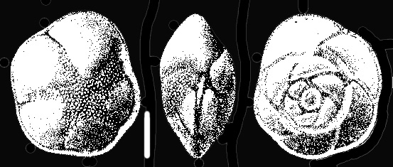 Buccella floriformis Voloshinova, 1960 holotype Buccella floriformis Voloshinova, 1960 holotype