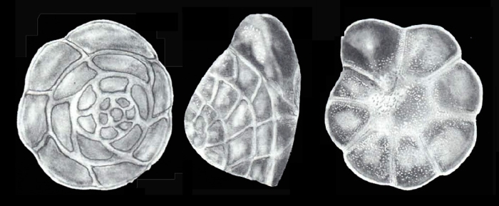 Buccella pulpitoensis McCulloch, 1977, holotype Buccella pulpitoensis McCulloch, 1977, holotype