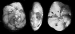 Buccella troitzkyi Gudina, 1969, holotype