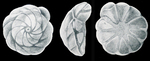 Buccella viejoensis McCulloch, 1977, holotype