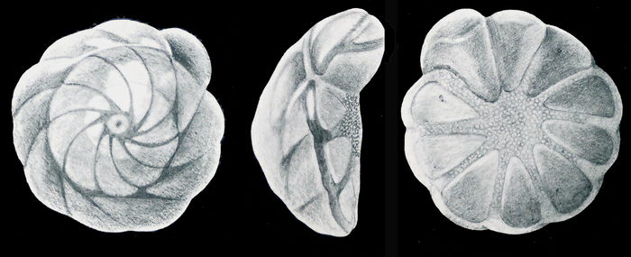 Buccella viejoensis McCulloch, 1977, holotype Buccella viejoensis McCulloch, 1977, holotype