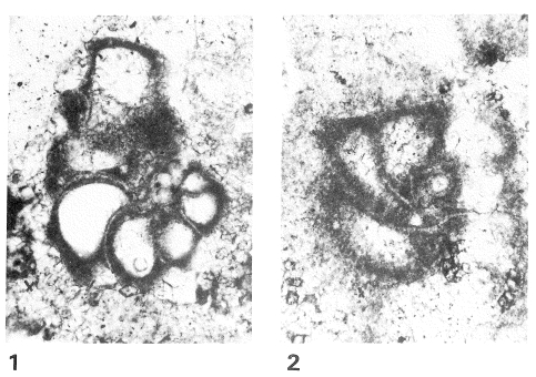 Crescentia vertebralis Ciarapica, Cirilli, Martini & Zaninetti, 1986 Crescentia vertebralis Ciarapica, Cirilli, Martini & Zaninetti, 1986