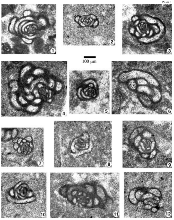 Meandrovoluta asiagoensis Fugagnoli & Rettori in Fugagnoli, Giannetti & Rettori, 2003 Meandrovoluta asiagoensis Fugagnoli & Rettori in Fugagnoli, Giannetti & Rettori, 2003