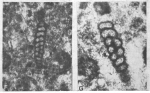 Turritellella mesotriasica Koehn-Zaninetti, 1969
