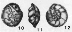 Epistomina regularis Terquem, 1883 Epistomina regularis Terquem, 1883