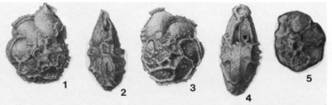Mironovella mjatliukae Dain, 1970, author: Le Coze, François