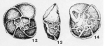Sublamarckella terquemi Antonova, 1958