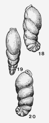 Rectoepistominoides scientis Grigelis, 1960 Rectoepistominoides scientis Grigelis, 1960