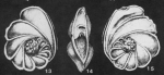 Pseudoepistominella mirusa Kuznetsova, 1958