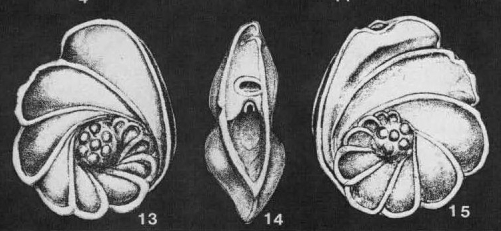 Pseudoepistominella mirusa Kuznetsova, 1958 Pseudoepistominella mirusa Kuznetsova, 1958