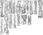 Megacrassispirella xarlashanensis (Wang, 1986)