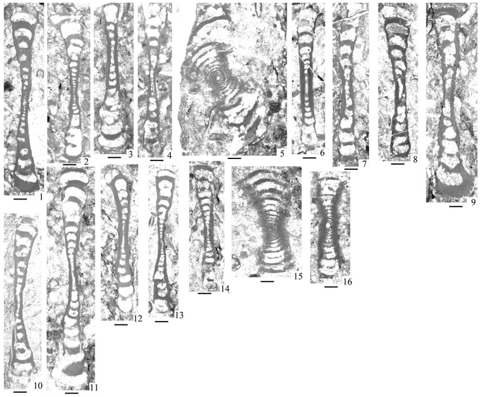 Megacrassispirella xarlashanensis (Wang, 1986) Megacrassispirella xarlashanensis (Wang, 1986)