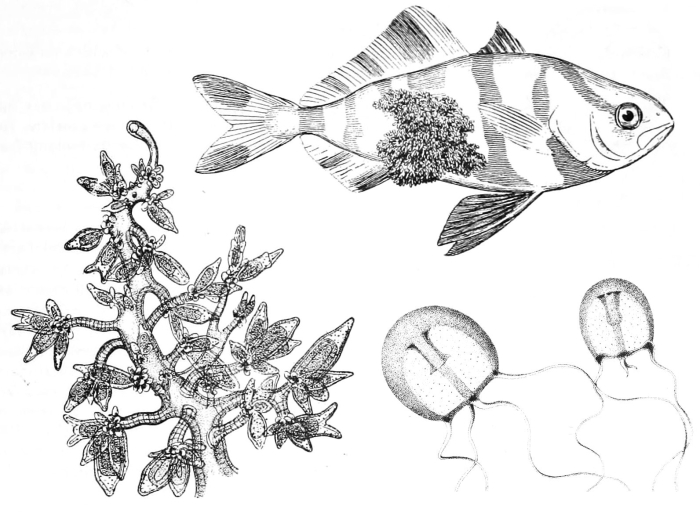 Hydrichthys mirus, modified after Mayer (1910) and Fewkes (1888) Hydrichthys mirus, modified after Mayer (1910) and Fewkes (1888)