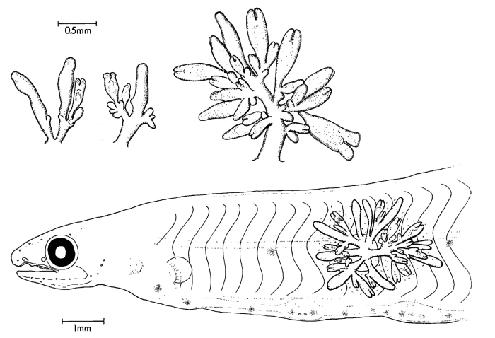 Larsonia pterophylla hydroid modified after Larson (1982) Larsonia pterophylla hydroid modified after Larson (1982)