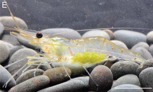 Macrobrachium panhai Macrobrachium panhai