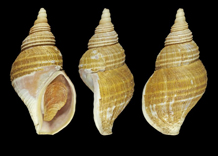 Beringius bogasoni Warén & S.M. Smith, 2006 Iceland W, 92.0 mm