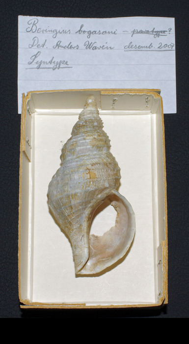 Beringius bogasoni Warén & S. M. Smith, 2006 Iceland SW, 94.0 mm Syntype