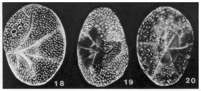 Cribrobaggina socorroensis McCulloch, 1977 Cribrobaggina socorroensis McCulloch, 1977