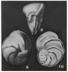 Cibicorbis herricki Hadley, 1934