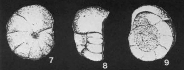Ozourina concavospira de Klasz, Le Calvez & Rérat, 1969 Ozourina concavospira de Klasz, Le Calvez & Rérat, 1969