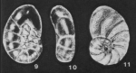 Neocrosbyia dissensa McCulloch, 1977