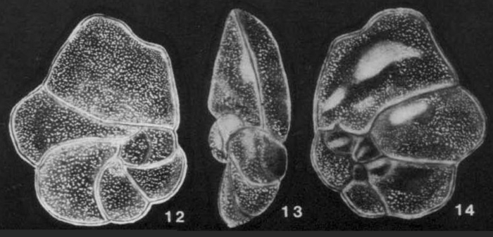 Pseudocancris ecuadorensis McCulloch, 1977 Pseudocancris ecuadorensis McCulloch, 1977