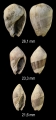 Amalda glandiformis (Lamarck, 1811), author: Andrea Inzani