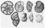 Valvulinoides umovi (Kyprianova, 1960)