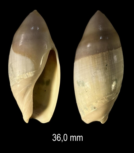 Amalda mucronata (G. B. Sowerby I, 1830) Amalda mucronata (G. B. Sowerby I, 1830)