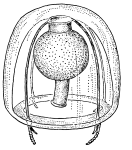 Margelopsis australis, after Browne (1910) and Kramp (1968)