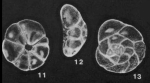 Donsissonia florae McCulloch, 1977