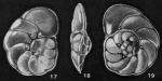 Vonkleinsmidoides unica McCulloch, 1977