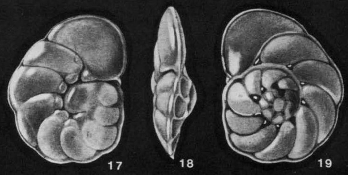 Vonkleinsmidoides unica McCulloch, 1977 Vonkleinsmidoides unica McCulloch, 1977