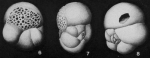 Neocribrella globigerinoides (Parker & Jones, 1865)