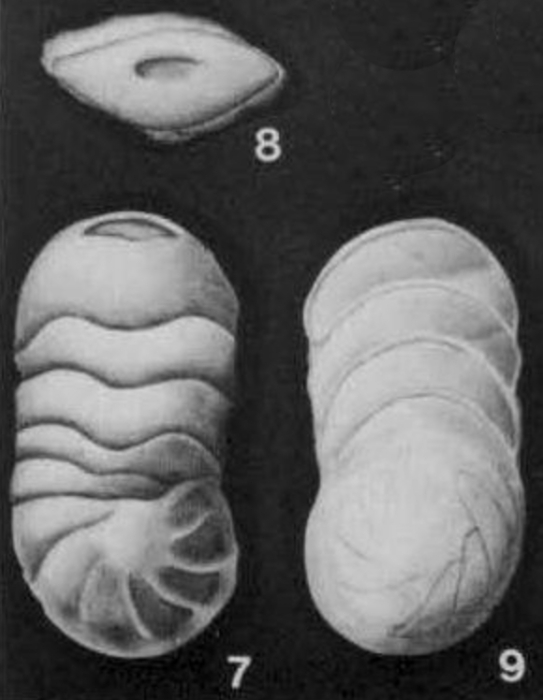Rectoeponides cubensis Cushman & Bermúdez, 1936 Rectoeponides cubensis Cushman & Bermúdez, 1936