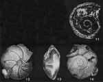 Pninaella scanica Brotzen, 1948