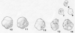 Globigerina mesotriassica Oberhauser, 1960