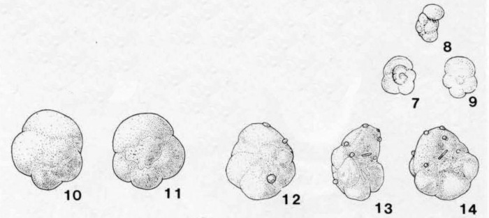 Globigerina mesotriassica Oberhauser, 1960 Globigerina mesotriassica Oberhauser, 1960
