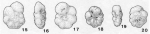Schmidita hedbergelloides Fuchs, 1967